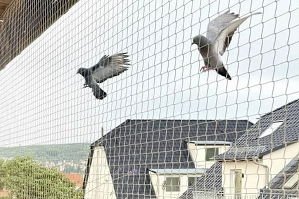 Bird Net